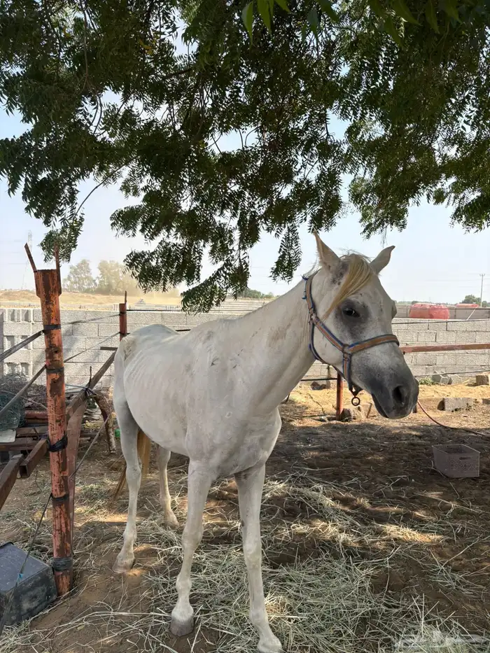 للبيع حصان ورق بس اوراقه ضايعه 1