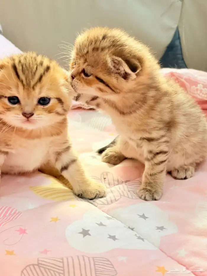 سكوتش فولد للبيع 3