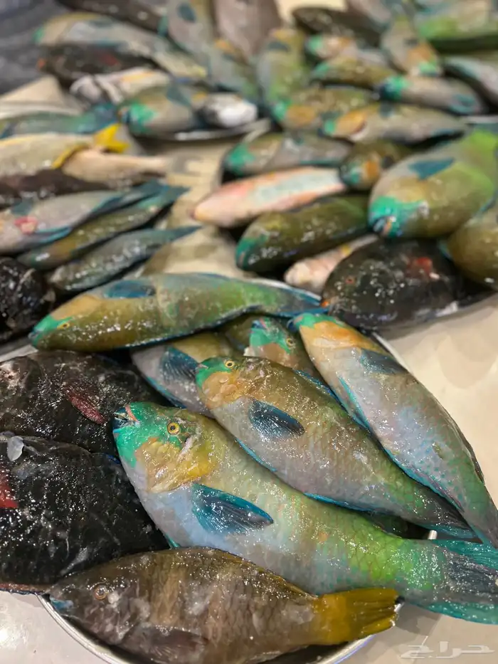 اسماك صيد اليوم 4