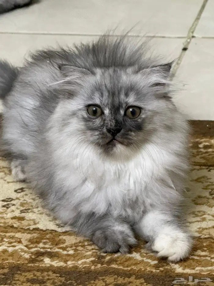 كتن انثى سكوتش شيرازي مهجن للبيع 0