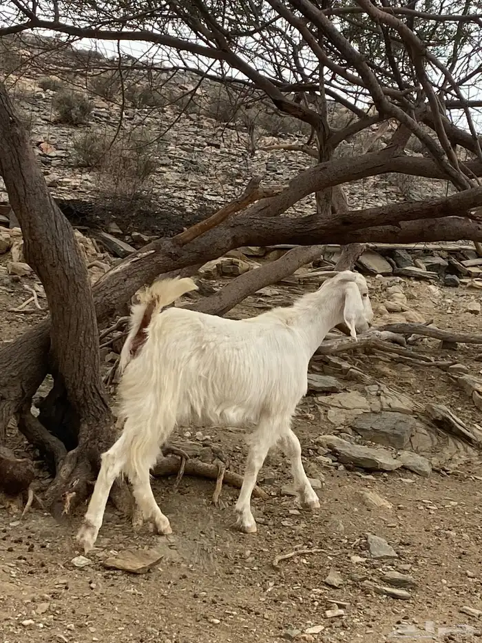 عنز مهجنه بيشي 1