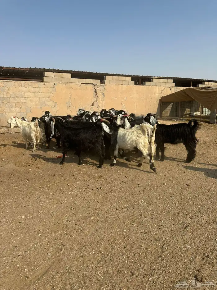 معزاء طيبه اللبييع 6