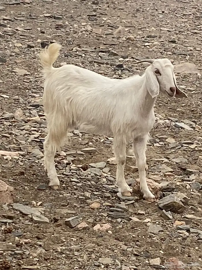 عنز مهجنه بيشي 4