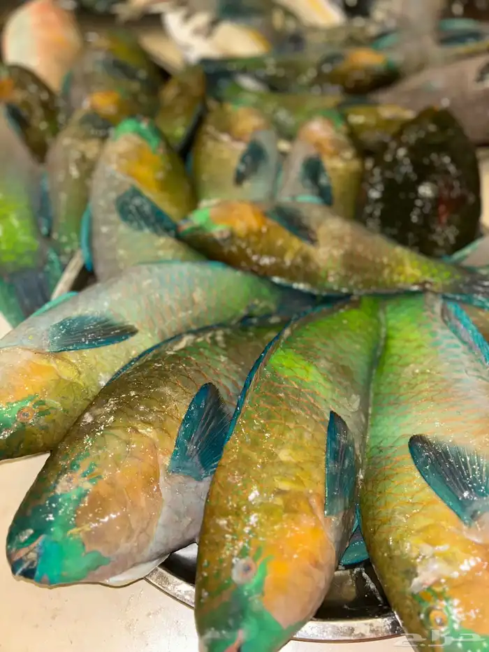 اسماك صيد اليوم 8