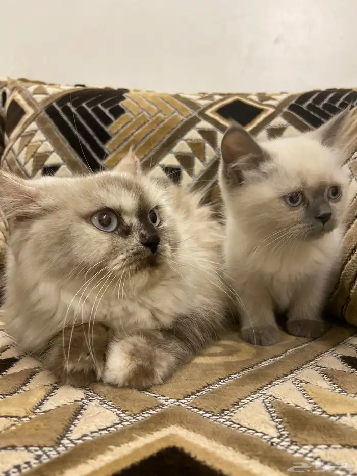 قطط شيرازي كثيرت اللاعب ولا تعظ بس تخمش اذ ظربته 0