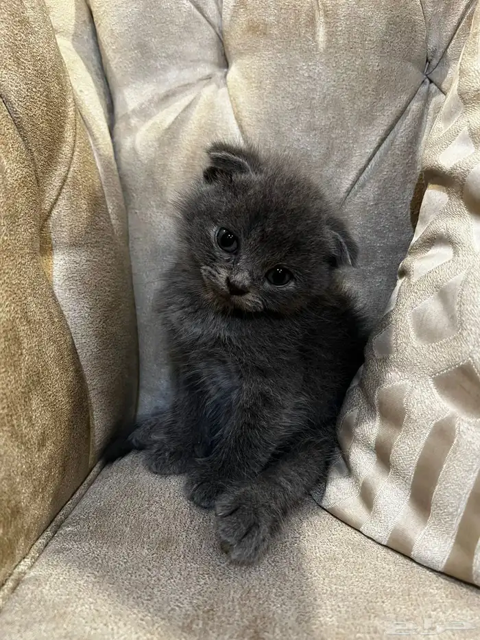 سكوتش فولد 0