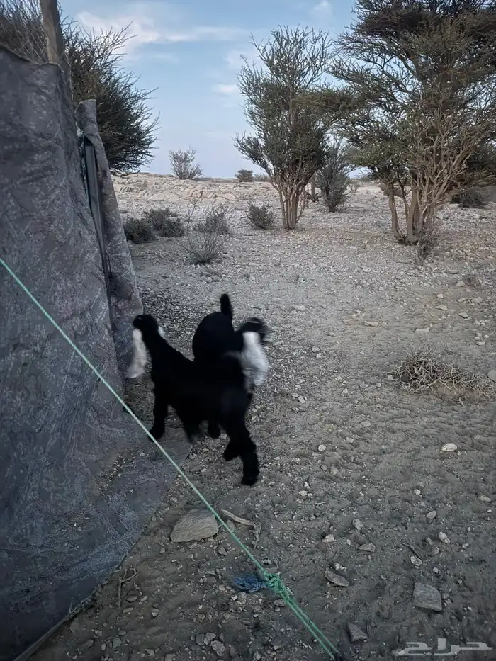 عنز عارضيه خلفه معها 2 2