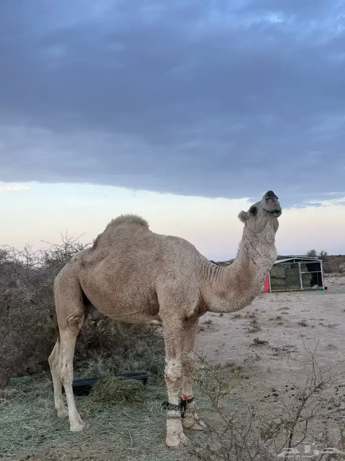 بعير رماني رباع تضهر سدسه 5
