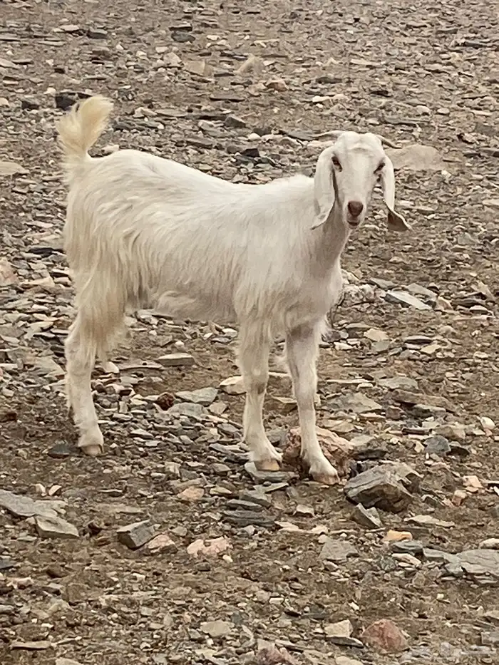 عنز مهجنه بيشي 0