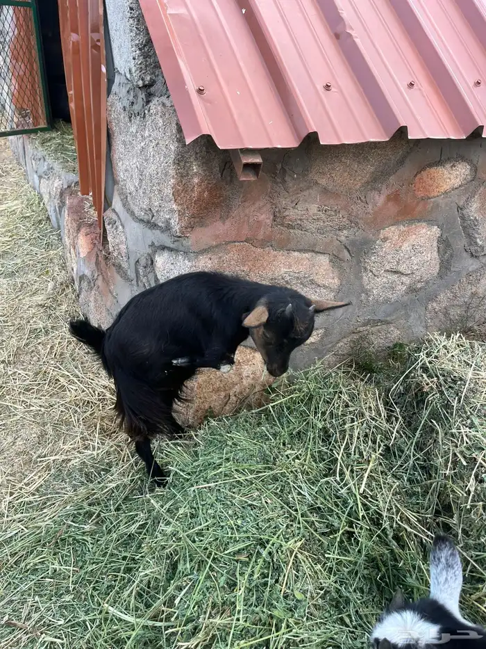 ماعز قزمي تيس وعنز معها حفره من أصول أمريكية 3