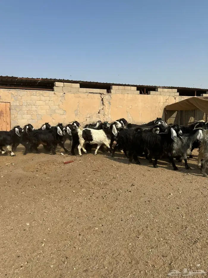 معزاء طيبه اللبييع 4