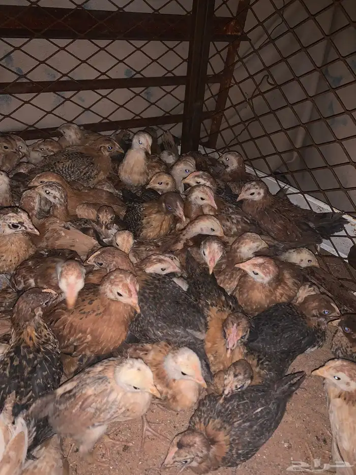 صيصان دجاج للبيع العمر شهر 10 أيام تقريبالعدد190وتحت 0