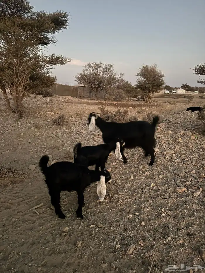 عنز عارضيه خلفه معها 2 1