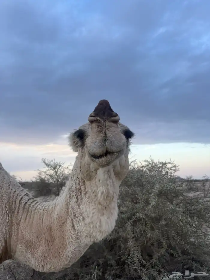 بعير رماني رباع تضهر سدسه 3