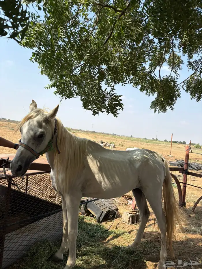 للبيع حصان ورق بس اوراقه ضايعه 0