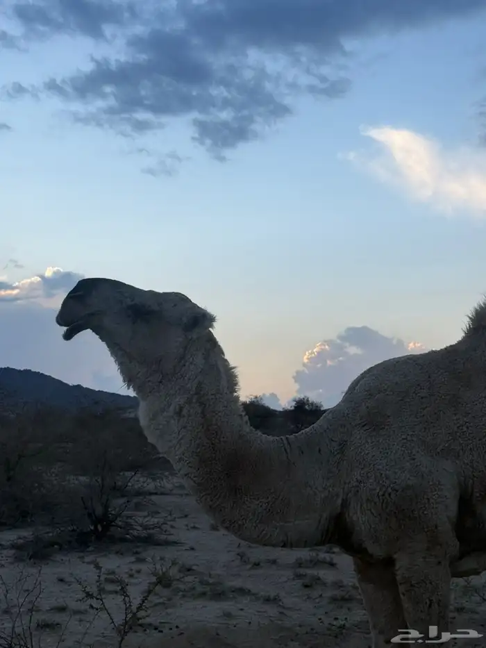 بعير رماني رباع تضهر سدسه 4