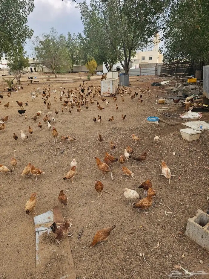 دجاج بشاير وديوك بلدي 0