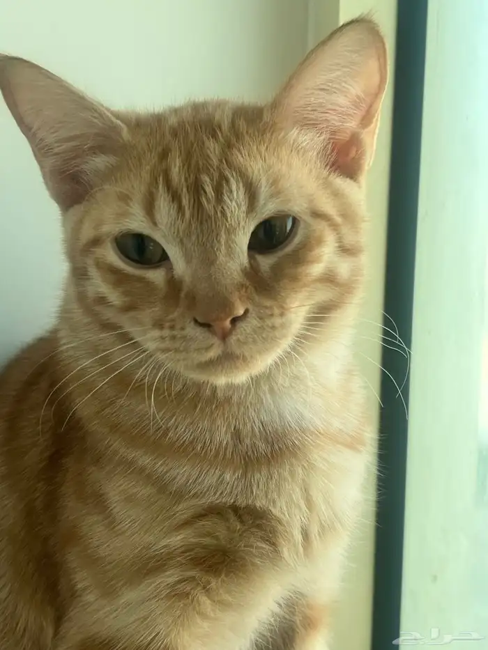 قطط للتبني الشرقيه 1