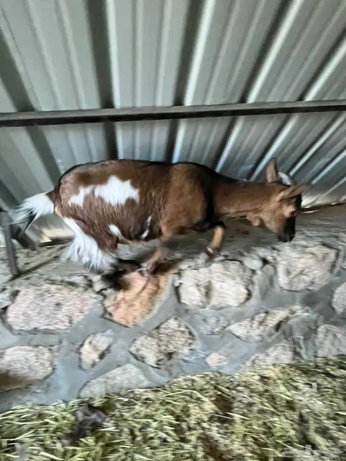 ماعز قزمي تيس وعنز معها حفره من أصول أمريكية 1