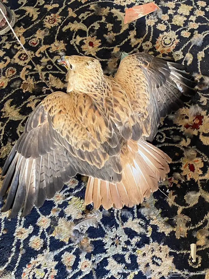 الطير للبيع 3