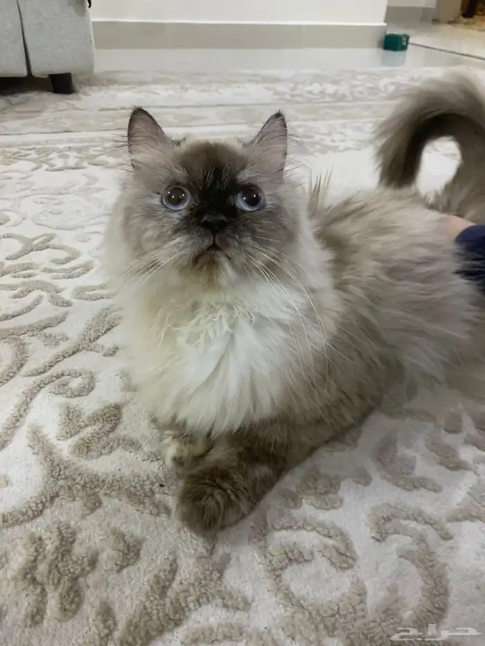 قطط هملايا 2