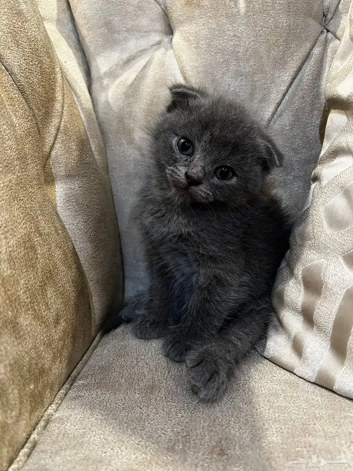 سكوتش فولد 1