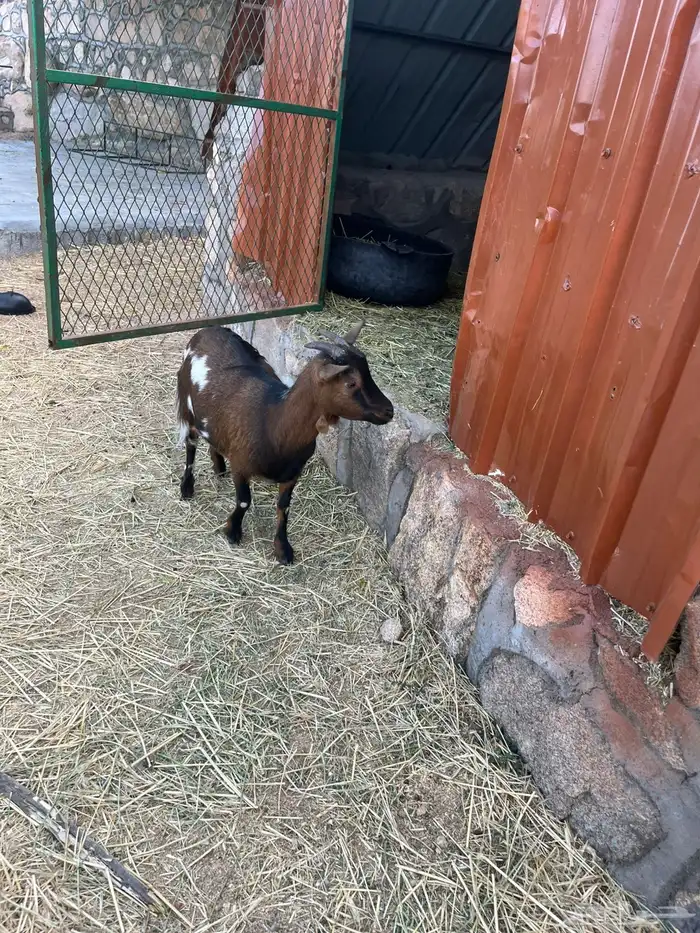 ماعز قزمي تيس وعنز معها حفره من أصول أمريكية 2