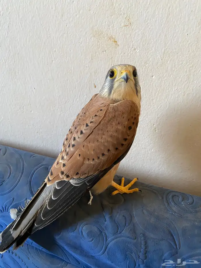 شبوط للبيع 0