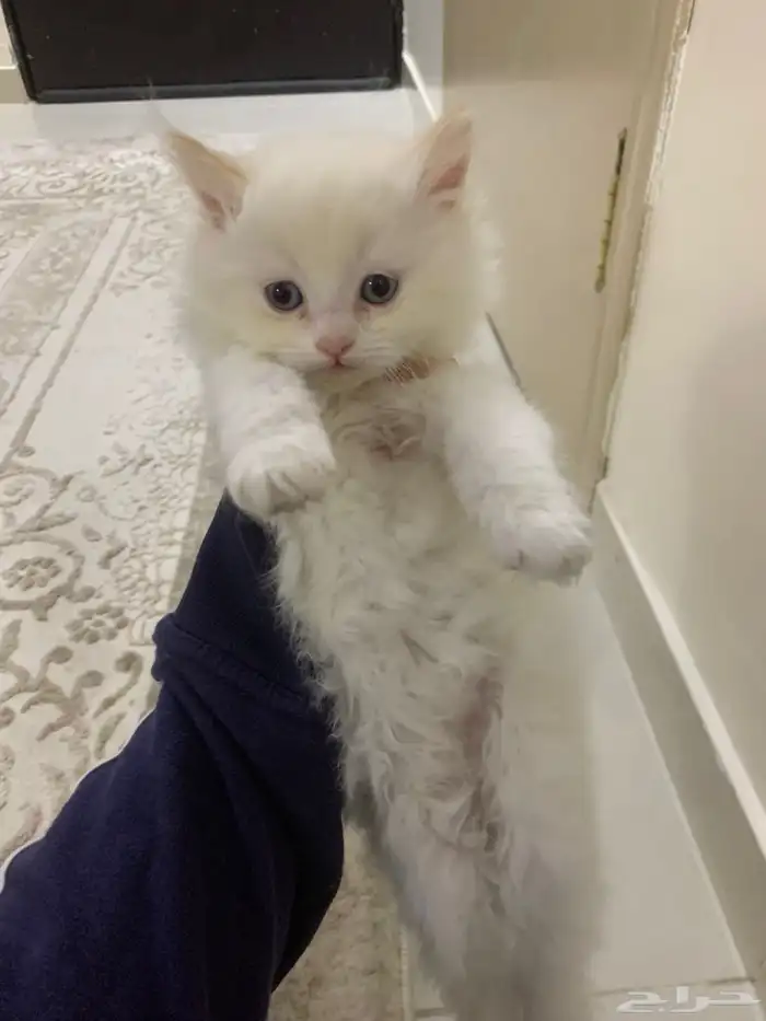 قطط هملايا 1