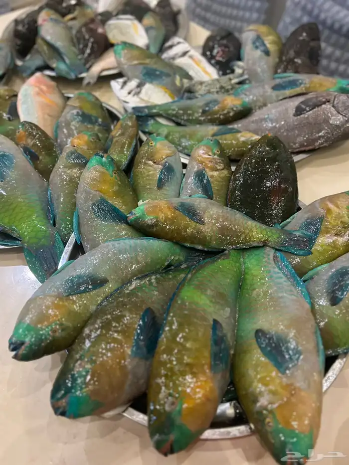 اسماك صيد اليوم 3