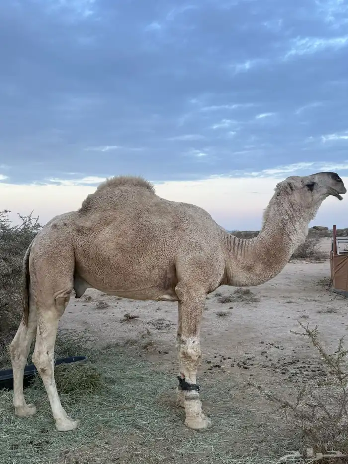 بعير رماني رباع تضهر سدسه 1