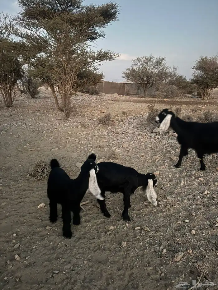 عنز عارضيه خلفه معها 2 0