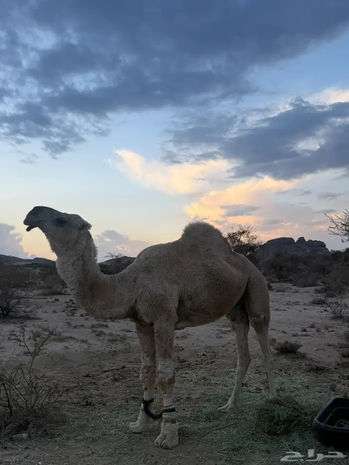 بعير رماني رباع تضهر سدسه 0