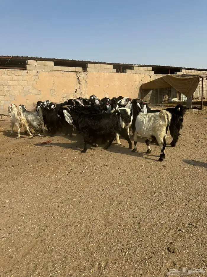 معزاء طيبه اللبييع 5