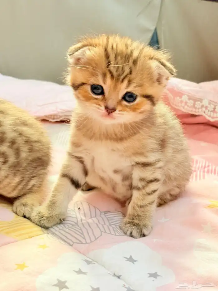 سكوتش فولد للبيع 1