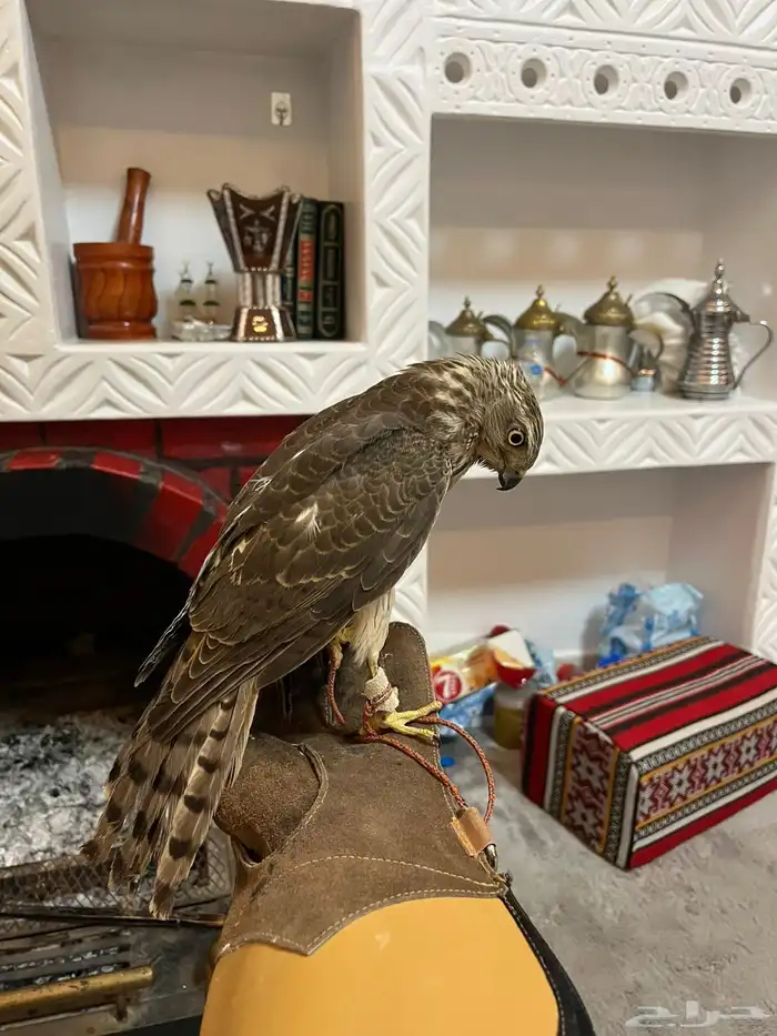 باز وحش الصحه شرط 0