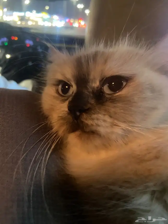 قطط شيرازي كثيرت اللاعب ولا تعظ بس تخمش اذ ظربته 1