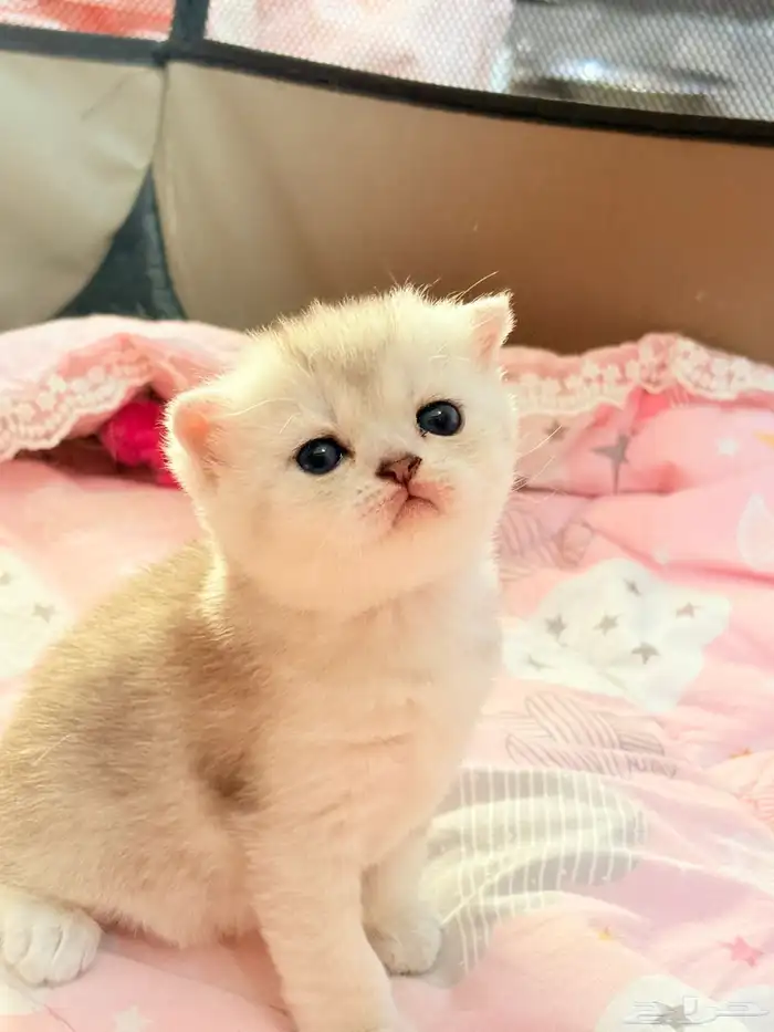 سكوتش فولد للبيع 0