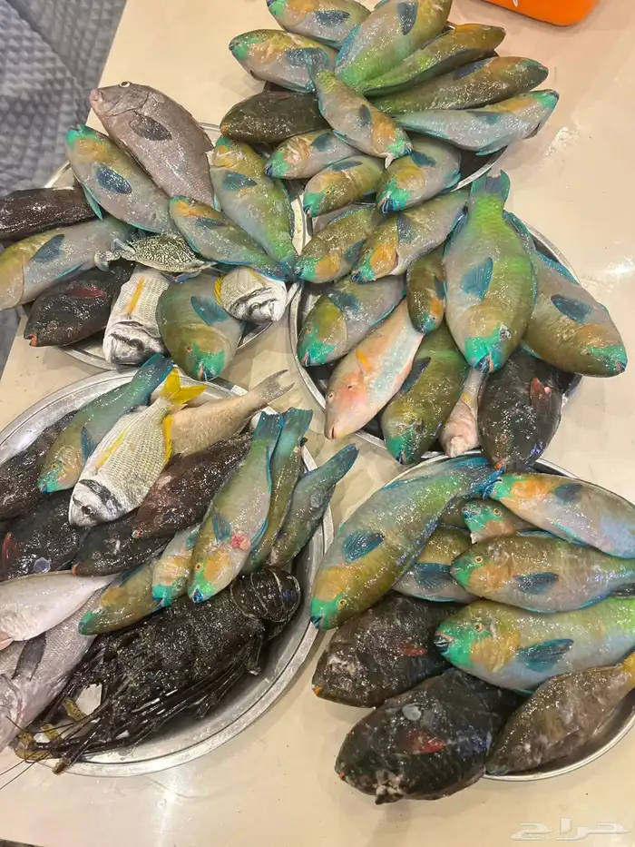 اسماك صيد اليوم 1