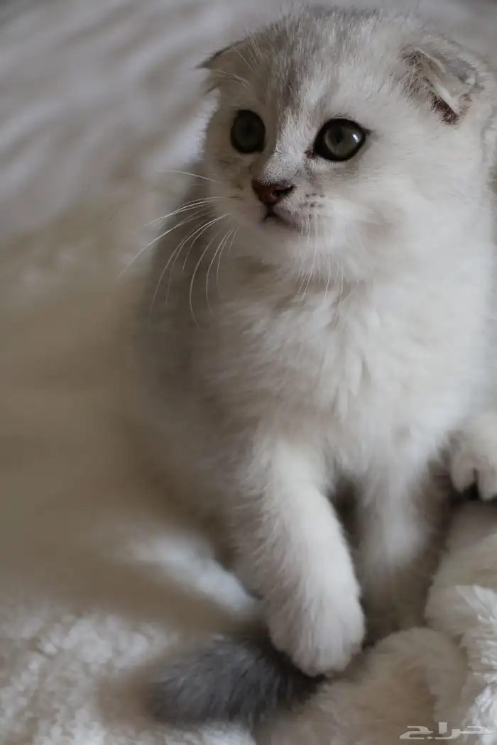 قط سكوتش فولد لون جميل للبيع 1