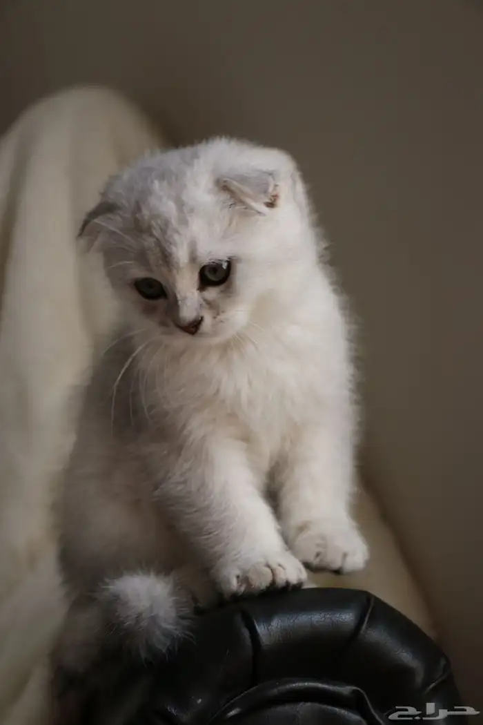 قط سكوتش فولد لون جميل للبيع 0