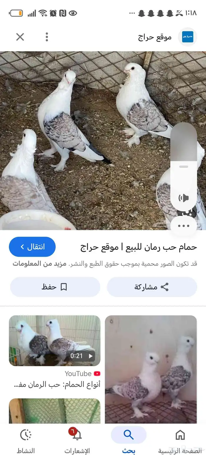 مطلوب حمام حب رمان ضروري ضروري 0