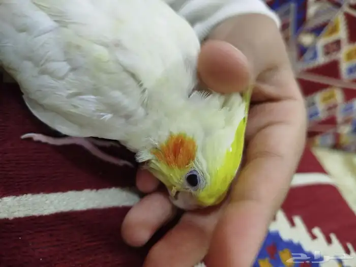 كروان العمر 3شهور اليف 1