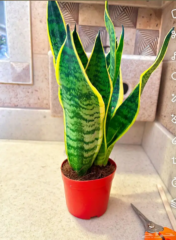 أشجار داخلية 0