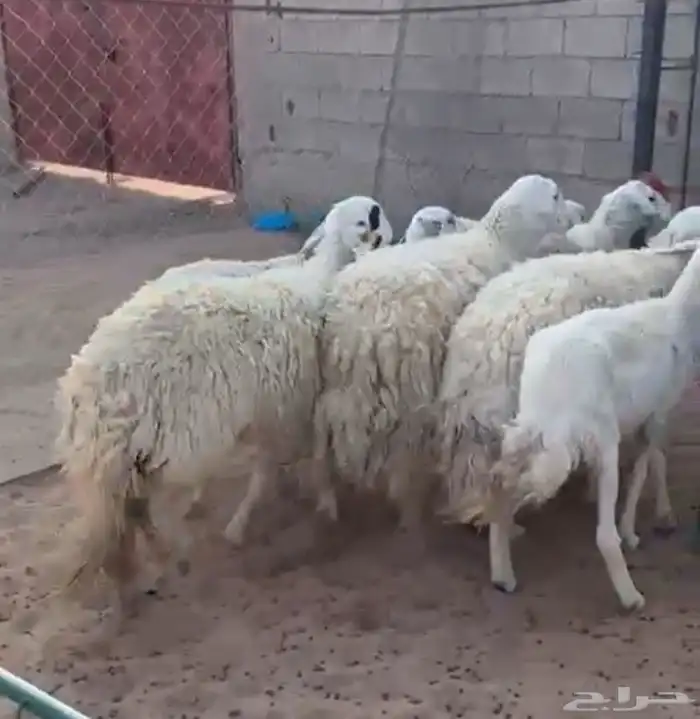 ذبايح للبيع 1