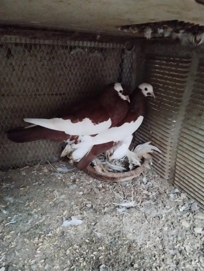 جوز نفاخ مسوبع مع3 من إنتاجه 1