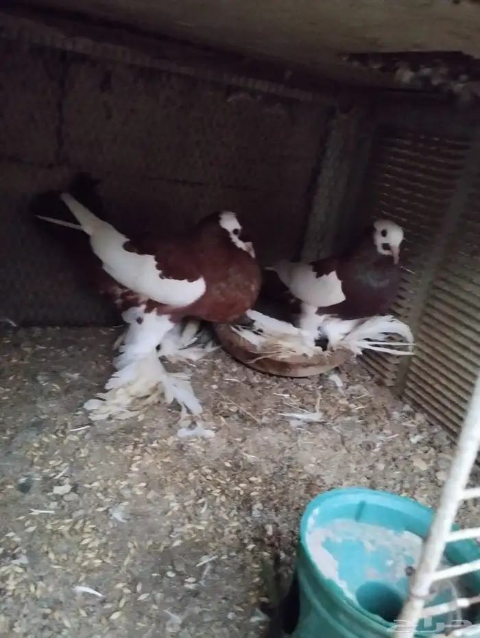 جوز نفاخ مسوبع مع3 من إنتاجه 0