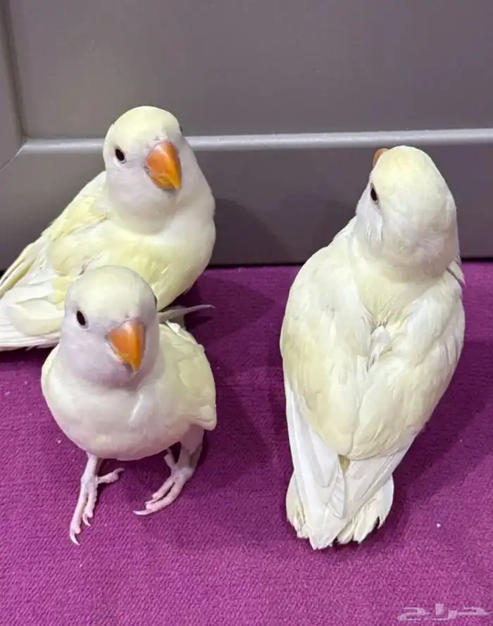 فروخ روز غر 0