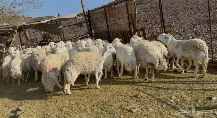 ضان حريات حرش مراح 0