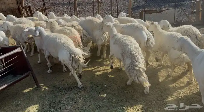 ضان حريات حرش مراح 5